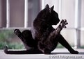 Picture Title - Yoga Cat