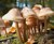 An forest of mushrooms