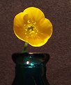 Picture Title - Buttercup