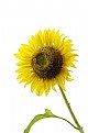 Picture Title - Sunflower in highkey 