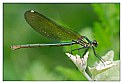 Picture Title - Calopteryx...