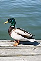 Picture Title - Duck