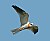 White-tailed Kite juvenile