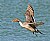 Northern Pintail Drake