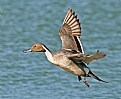 Picture Title - Northern Pintail Drake