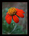 Picture Title - Beauty in Red