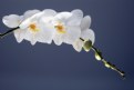 Picture Title - orchid [7]