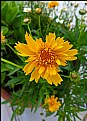 Picture Title - Spiky Yellow Daisy