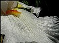 Picture Title - White Iris Macro