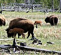 Picture Title - Bison and Babe