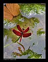 Picture Title - Red dragonfly