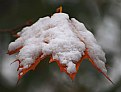 Picture Title - Photographer's  Snow