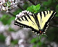 Picture Title - Butterfly on Lilacs