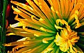 Picture Title - chrysanthemum