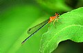 Picture Title - Damsel fly-3