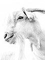 Picture Title - Heavenly Goat