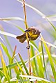 Picture Title - Female Yellow-Headed Blackbird