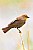 Female Yellow-Headed Blackbird