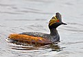 Picture Title - Eared Grebe in breeding plumage.