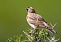 Picture Title - Western Interior Horned Lark