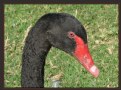 Picture Title - A Black Swan