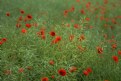 Picture Title - More poppies