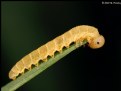 Picture Title - Inchworm