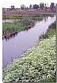 Picture Title - Colour in the Marsh