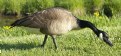 Picture Title - Goose 1