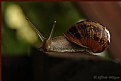 Picture Title - Otro caracol