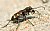 Dune tiger beetle