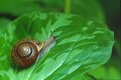 Picture Title - Mr. Snail