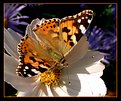 Picture Title - Painted Lady on a Cosmos flower