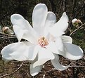 Picture Title - White magnolia