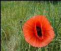 Picture Title - the poppy