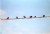 Birds on a wire