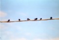 Picture Title - Birds on a wire