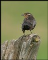 Picture Title - Female Red-winged Blackbird
