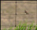 Picture Title - Savannah Sparrow