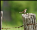 Picture Title - Song Sparrow