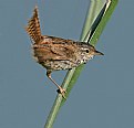 Picture Title - Marsh Wren