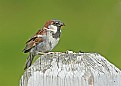 Picture Title - House Sparrow