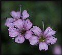 Picture Title - The Colour Purple.