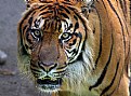 Picture Title - Tiger