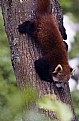 Picture Title - Red Panda