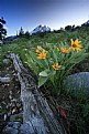 Picture Title - mule ear at the Tetons