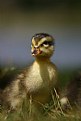 Picture Title - duckling