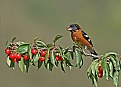 Picture Title - Black-headed Grosbeak