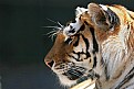 Picture Title - Misty The Tiger