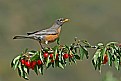 Picture Title - American Robin